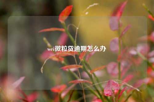 wei微粒贷逾期怎么办