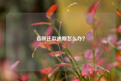 省呗还款逾期怎么办？