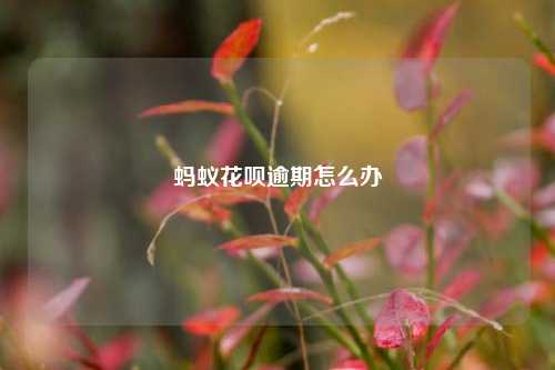 蚂蚁花呗逾期怎么办