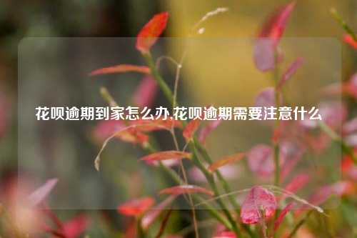 花呗逾期到家怎么办,花呗逾期需要注意什么