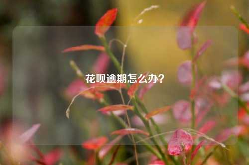 花呗逾期怎么办？